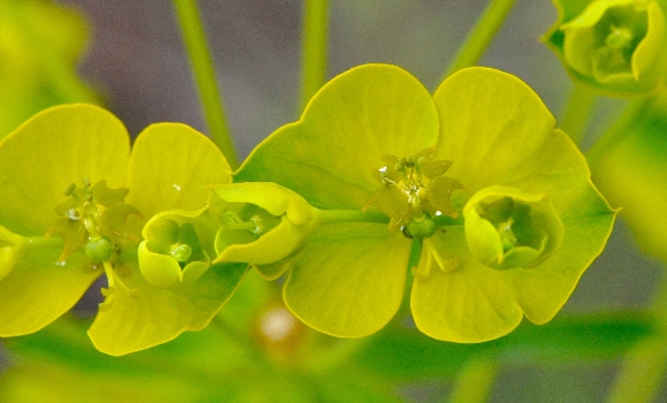 Photo of Euphorbia esula by Paul Handford