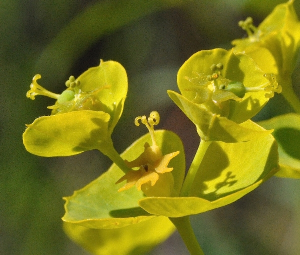 Photo of Euphorbia esula by Paul Handford