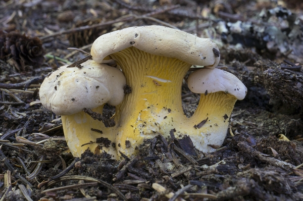 Photo of Cantharellus roseocanus by Michael Beug