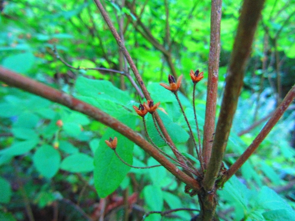 Photo of Menziesia ferruginea by <a href="http://www.westcoastgardens.ca">Celeste Paley</a>