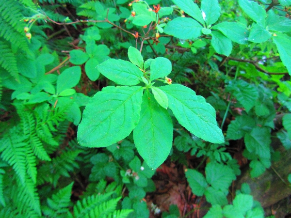 Photo of Menziesia ferruginea by <a href="http://www.westcoastgardens.ca">Celeste Paley</a>