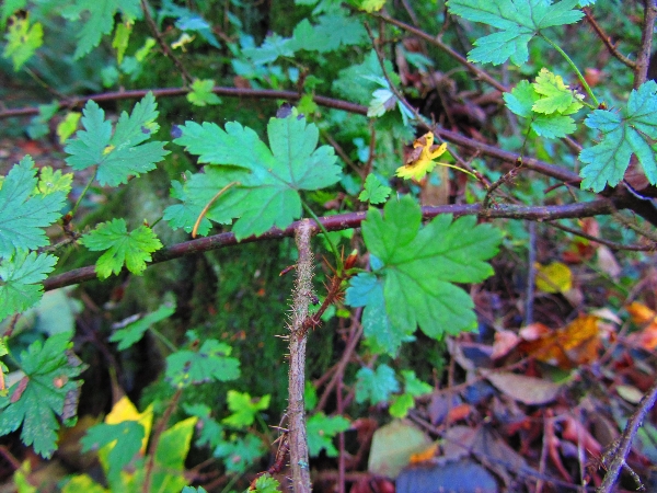 Photo of Ribes lacustre by <a href="http://www.westcoastgardens.ca">Celeste Paley</a>