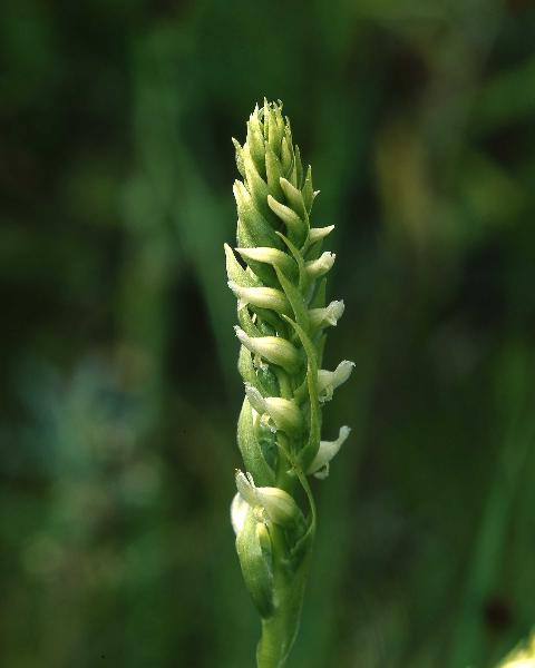 Photo of Spiranthes romanzoffiana by Rod Innes