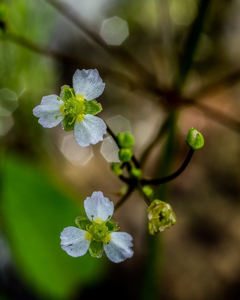 Photo of Alisma triviale by Bryan Kelly-McArthur