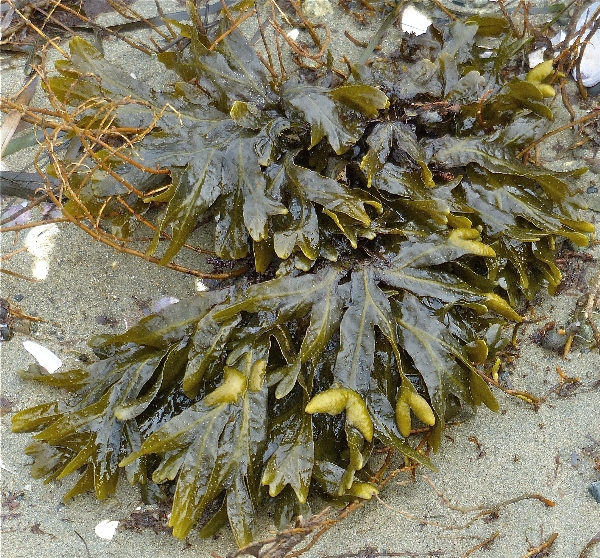Photo of Fucus distichus by Rosemary Taylor