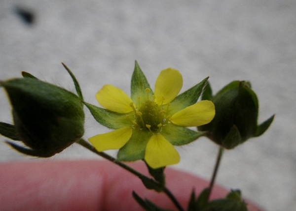 Photo of Potentilla biennis by Mike Russum