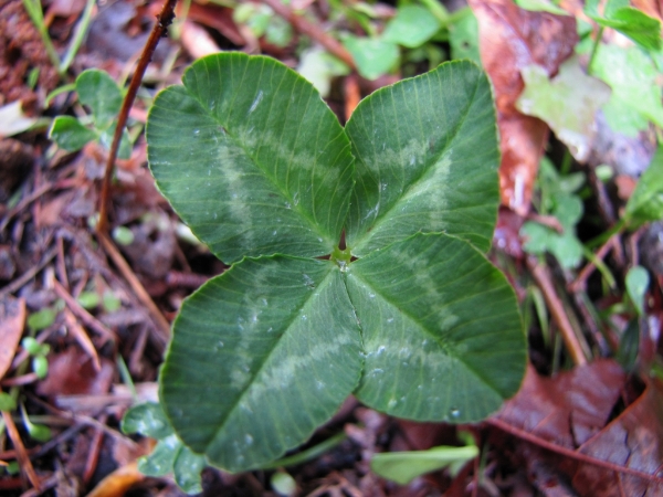 Photo of Trifolium pratense by Jim Riley