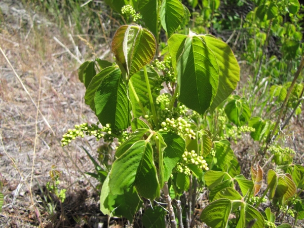 Photo of Toxicodendron rydbergii by Jim Riley