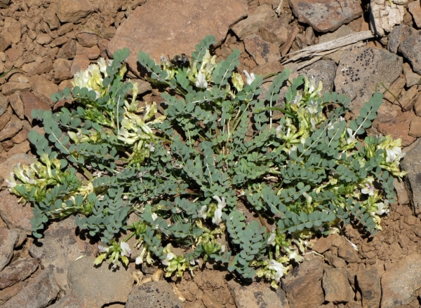 Photo of Astragalus lentiginosus by Jim Riley