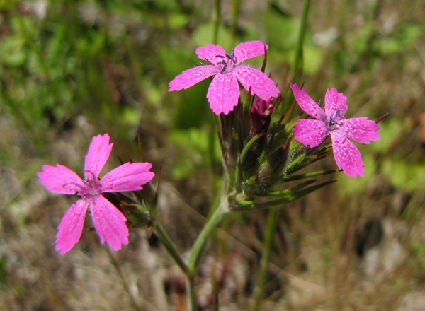Photo of Dianthus armeria by Jim Riley