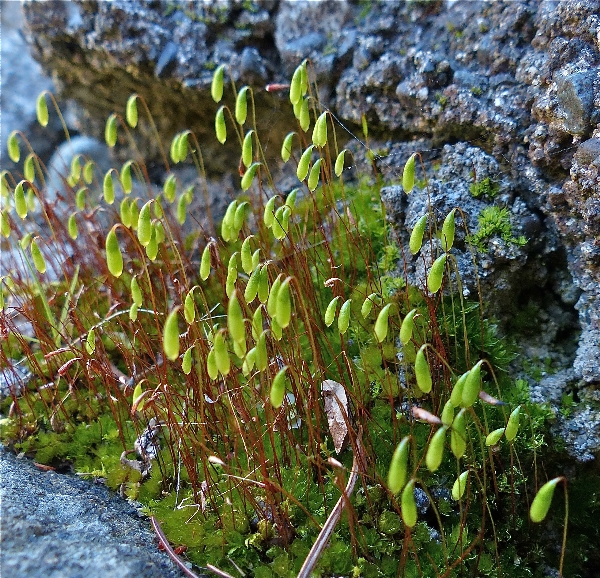 Photo of Bryum capillare by Rosemary Taylor
