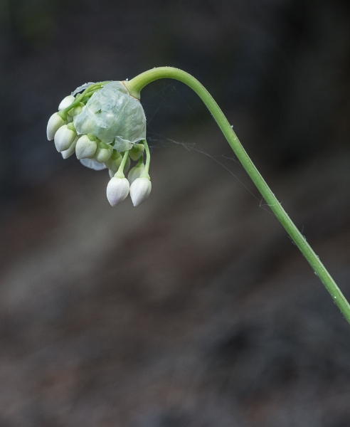 Photo of Allium cernuum by Bryan Kelly-McArthur