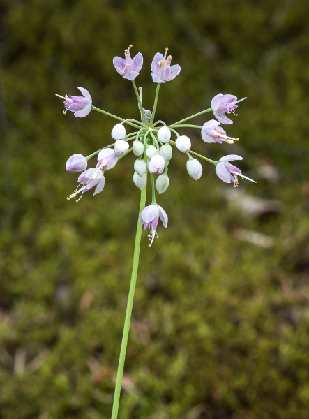 Photo of Allium cernuum by Bryan Kelly-McArthur