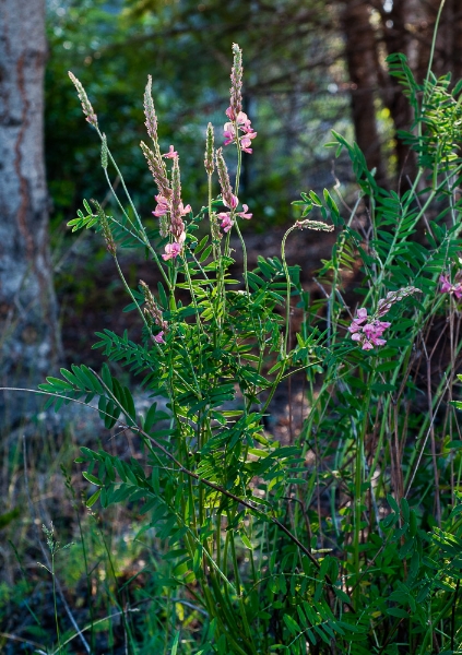 Photo of Onobrychis viciifolia by Bryan Kelly-McArthur