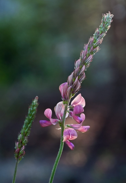 Photo of Onobrychis viciifolia by Bryan Kelly-McArthur