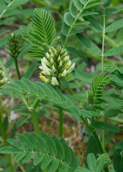Photo of Astragalus cicer by Bryan Kelly-McArthur