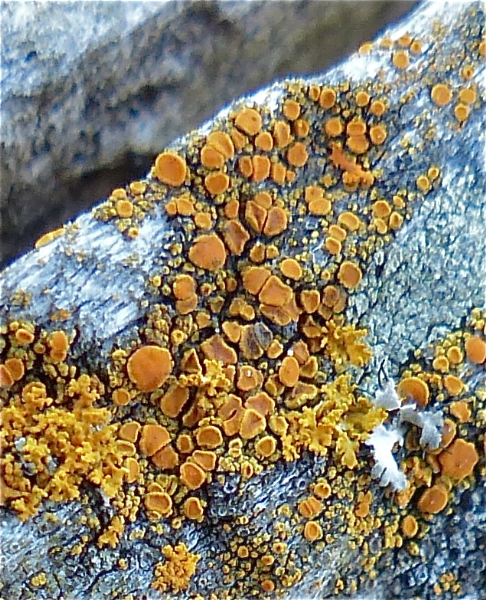 Photo of Caloplaca californica  by Rosemary Taylor