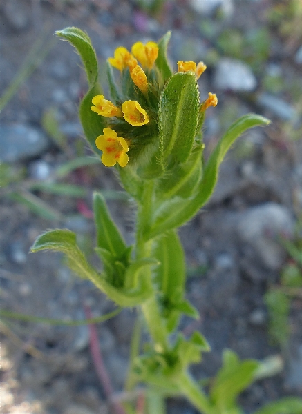 Photo of Amsinckia menziesii by Rosemary Taylor