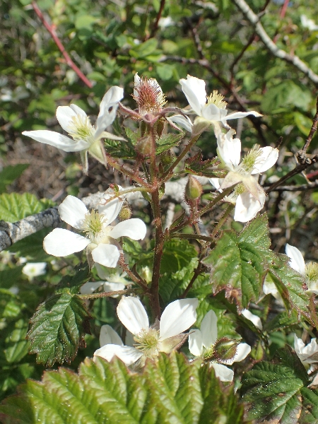 Photo of Rubus ursinus by Adolf Ceska