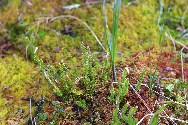 Photo of Lycopodium annotinum by <a href="http://www.poulinenvironmental.com">Vince Poulin</a>