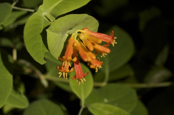 Photo of Lonicera ciliosa by <a href="http://www.poulinenvironmental.com">Vince Poulin</a>
