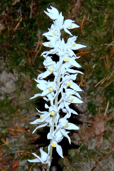 Photo of Cephalanthera austiniae by Val George