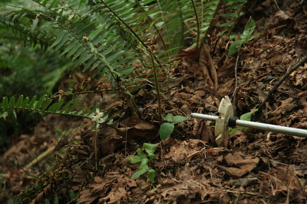 Photo of Cephalanthera austiniae by Bruce Millar
