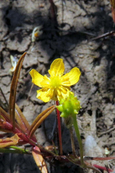 Photo of Ranunculus flammula var. flammula by Val George
