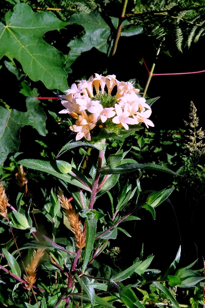 Photo of Collomia grandiflora by Val George