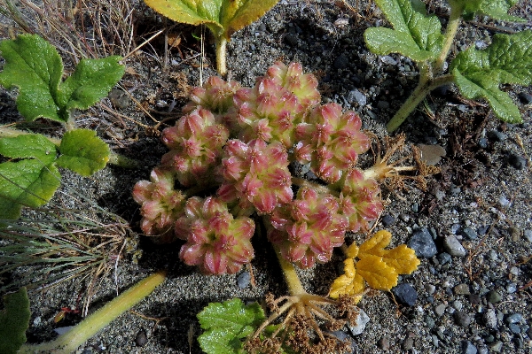 Photo of Glehnia littoralis ssp. leiocarpa by Val George