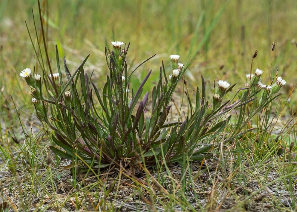 Photo of Erigeron lonchophyllus by Bryan Kelly-McArthur