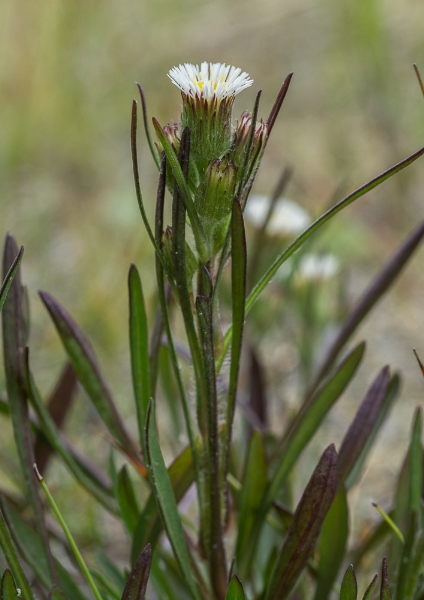 Photo of Erigeron lonchophyllus by Bryan Kelly-McArthur