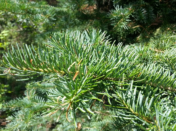 Photo of Abies lasiocarpa by Jay Akerley