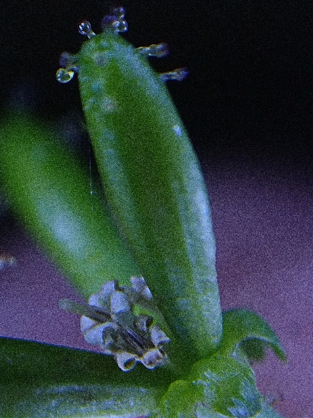 Photo of Adenocaulon bicolor by Adolf Ceska