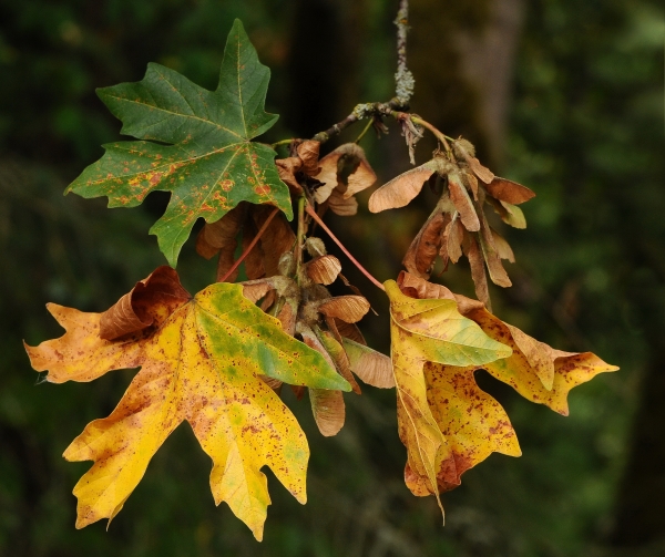 Photo of Acer macrophyllum by Virginia Skilton