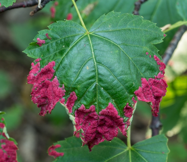 Photo of Acer glabrum by Bryan Kelly-McArthur