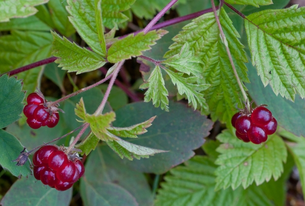 Photo of Rubus pubescens by Bryan Kelly-McArthur