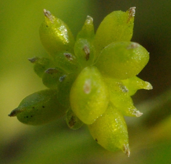 Photo of Ranunculus flammula var. reptans by Doug Murphy