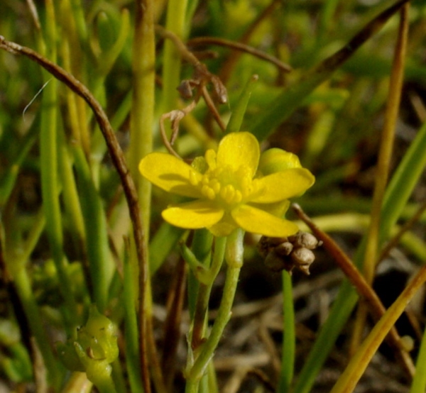 Photo of Ranunculus flammula var. reptans by Doug Murphy