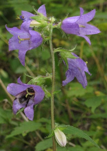Photo of Campanula trachelium by Robert Flogaus-Faust