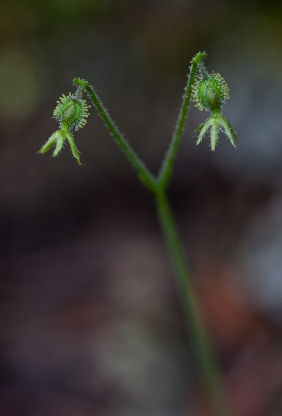 Photo of Linnaea borealis ssp. longiflora by Bryan Kelly-McArthur