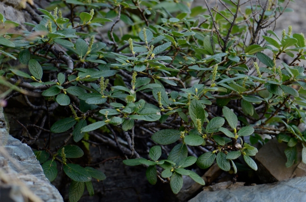 Photo of Salix vestita by Ryan Batten