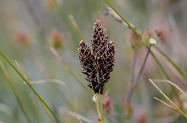 Photo of Carex albonigra by Ryan Batten
