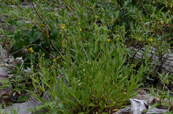 Photo of Arnica longifolia by Ryan Batten