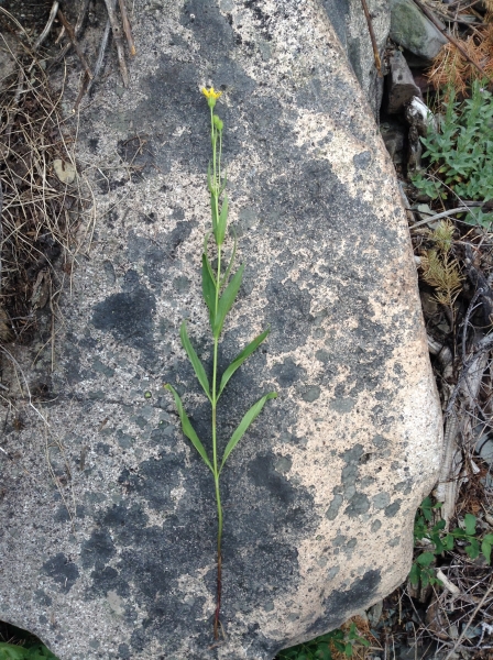 Photo of Arnica longifolia by Ryan Batten