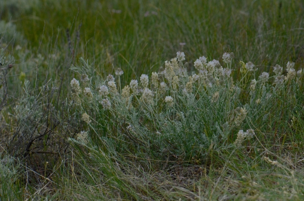 Photo of Astragalus spaldingii by Ryan Batten