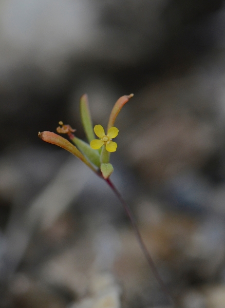 Photo of Neoholmgrenia andina by Ryan Batten