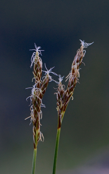 Photo of Carex petasata by Ryan Batten