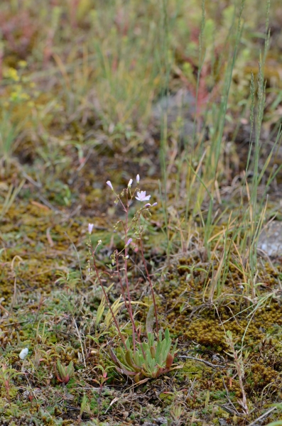 Photo of Lewisia columbiana var. columbiana by Ryan Batten