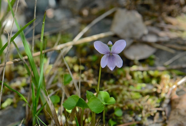 Photo of Viola palustris by Ryan Batten